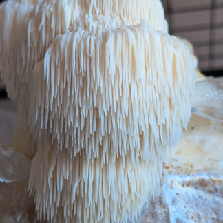 Lion's Mane