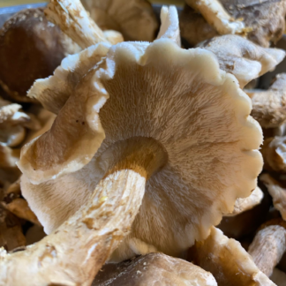 Fresh Organic Shiitake Mushrooms, per pound