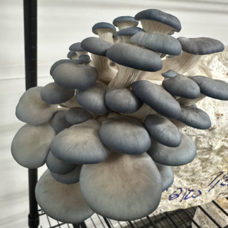 Blue Oyster