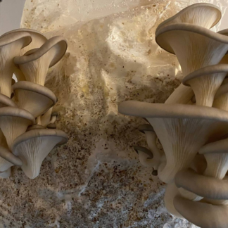 Blue Oyster Mushroom
