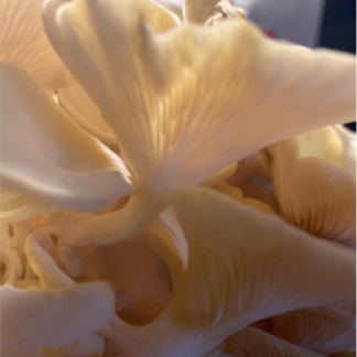 Golden Oyster Mushroom